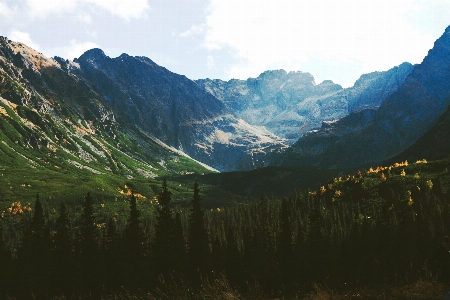 Landscape tree nature forest Photo