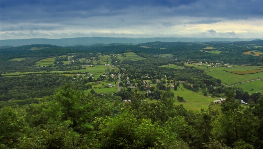 Landscape tree forest mountain Photo