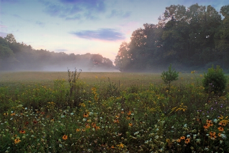 Landschaft baum natur wald Foto