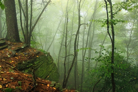 Tree nature forest swamp Photo