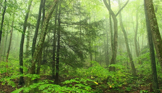 Foto Pohon alam hutan gurun
