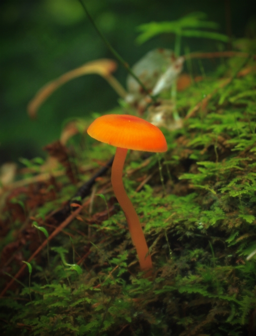 Nature forêt randonnée
 feuille