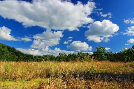 Landscape tree nature grass Photo