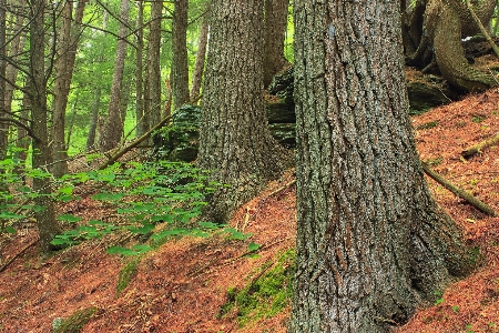 Tree nature forest wilderness Photo