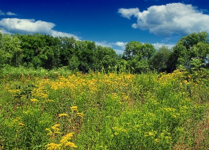 Landscape tree nature forest Photo