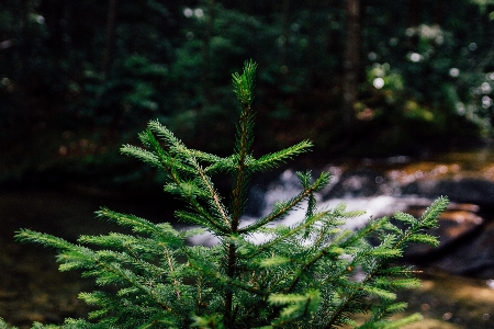 Foto árvore natureza floresta filial