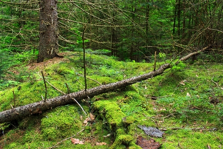 Foto árbol naturaleza bosque pantano