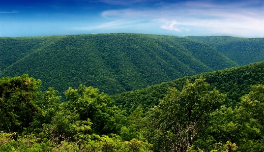 Landscape tree nature forest Photo