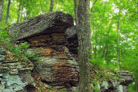 Tree nature forest rock Photo