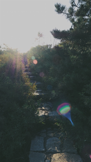 Sea nature path light