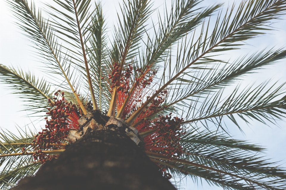 Baum zweig anlage frucht