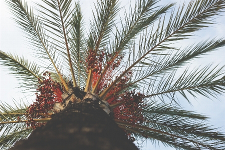 Tree branch plant fruit Photo