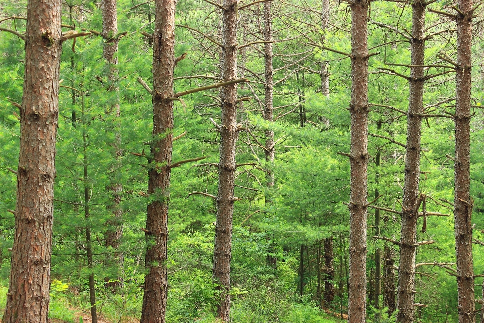 árvore natureza floresta região selvagem
