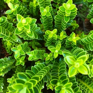 Plant leaf flower green Photo