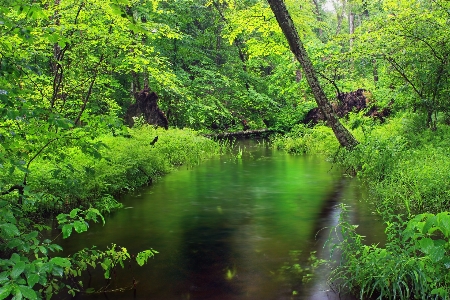 Tree water nature forest Photo