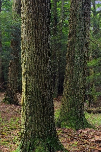 Baum natur wald anlage Foto