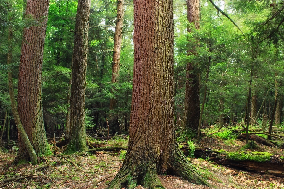 Pohon alam hutan gurun
