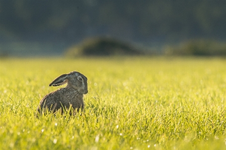 Grass bird field meadow Photo