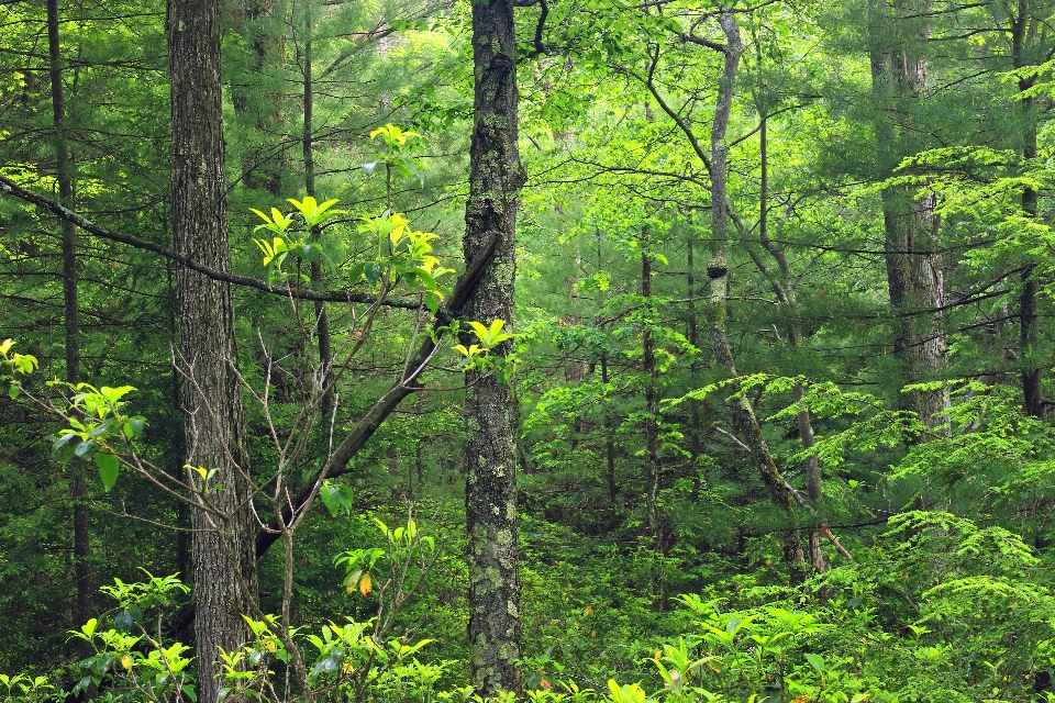 Baum natur wald wildnis
