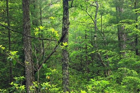 Baum natur wald wildnis
 Foto