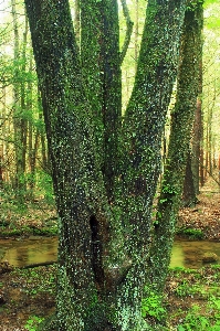 Baum natur wald bach
 Foto