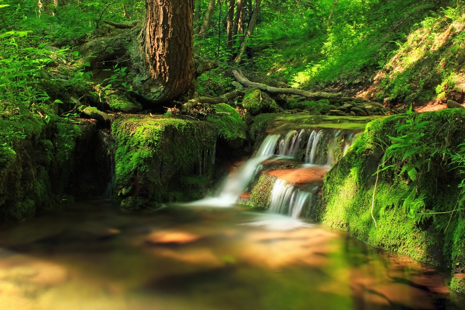 Landscape tree water nature