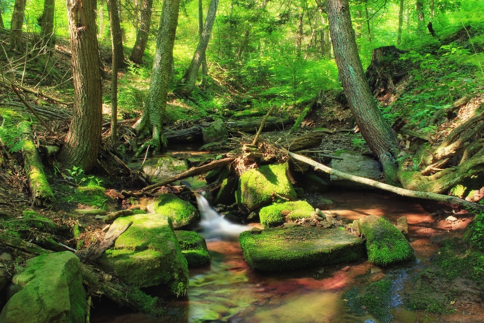 Baum natur wald wasserfall