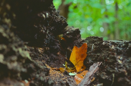 Zdjęcie Drzewo natura las liść