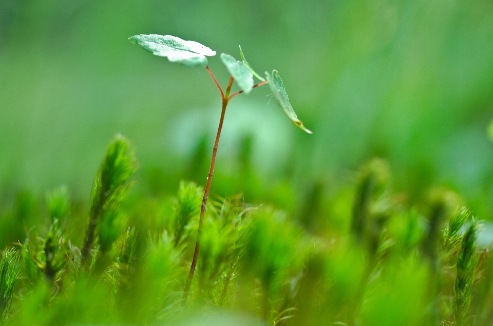 Eau nature herbe rosée