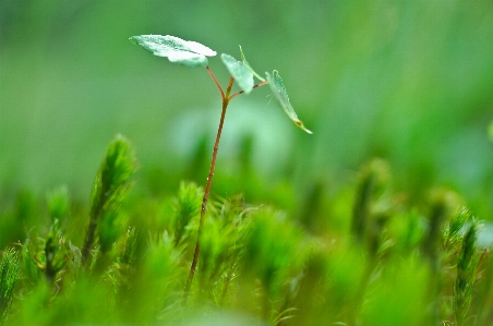 Water nature grass dew Photo