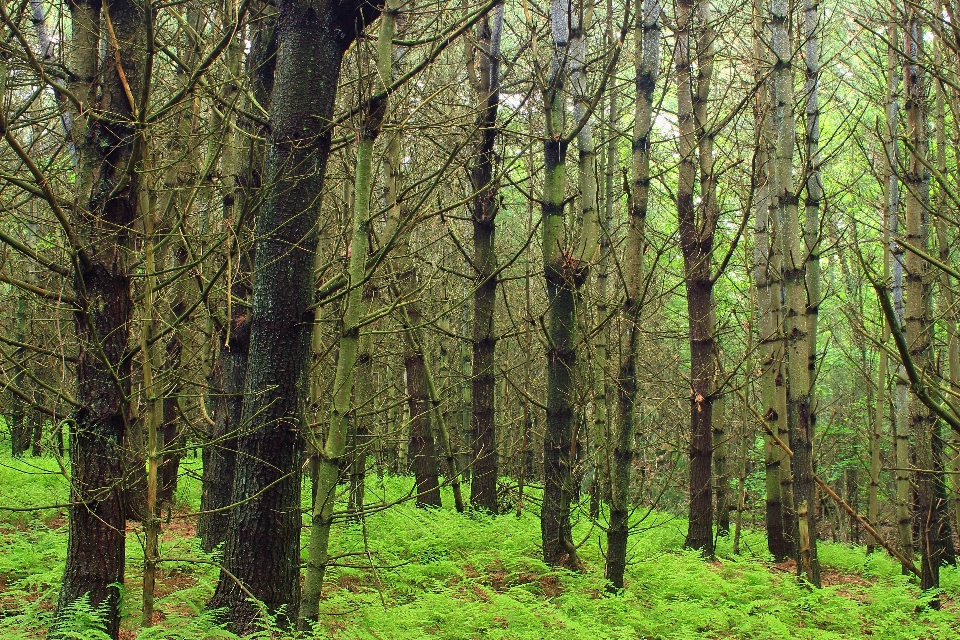 árvore natureza floresta região selvagem
