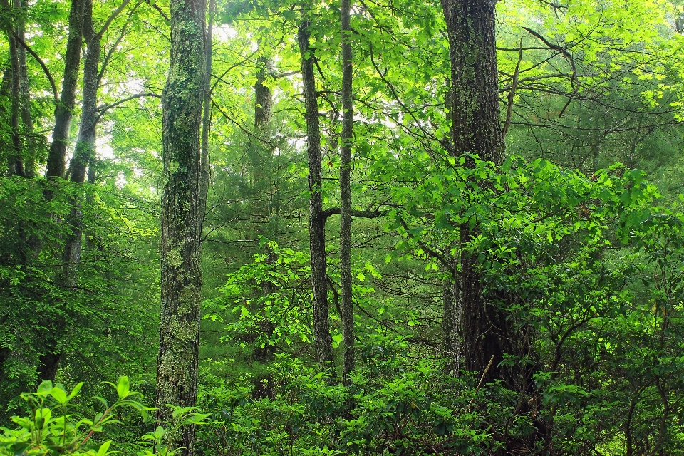 Tree nature forest branch