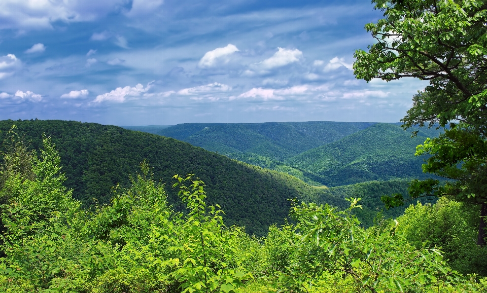 Landschaft baum natur wald