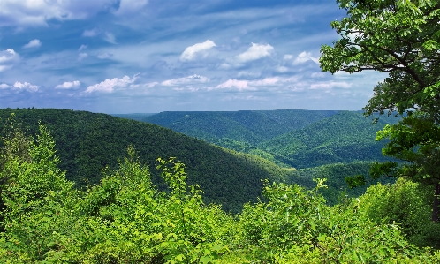 Landscape tree nature forest Photo