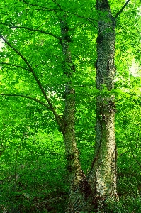 Foto Albero natura foresta ramo