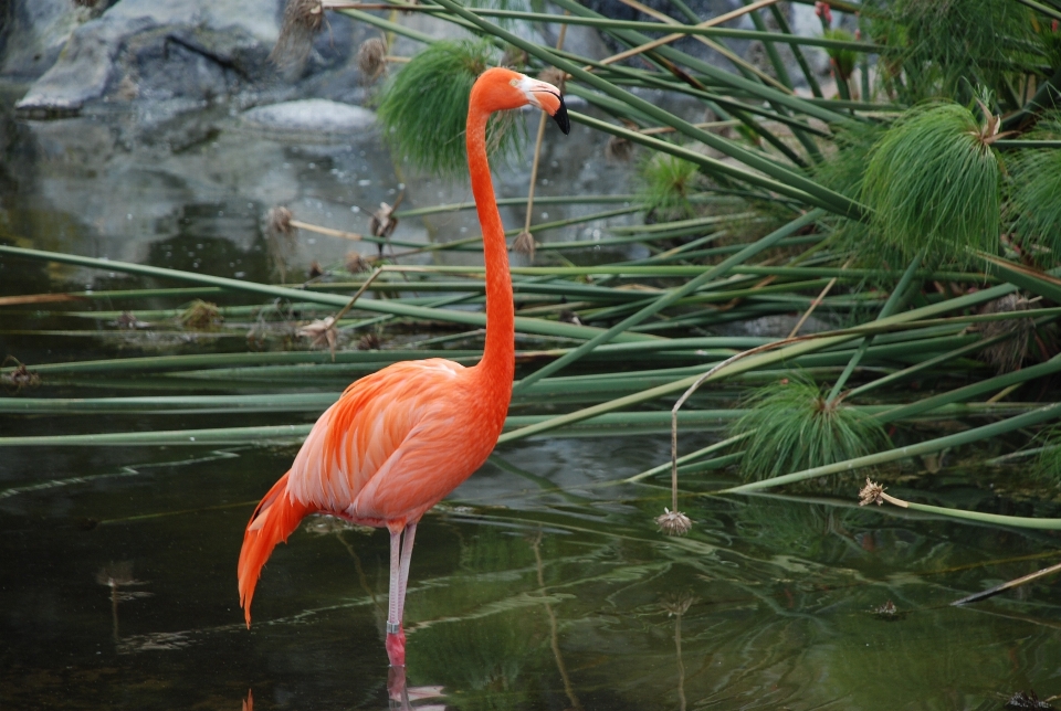 Pájaro fauna silvestre pico