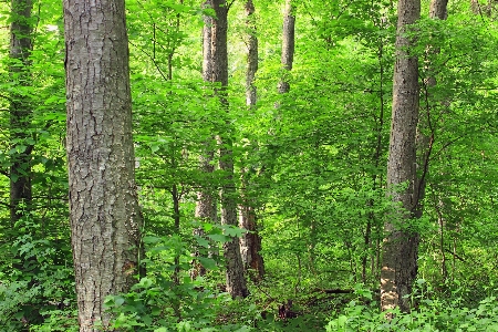 Baum natur wald wildnis
 Foto