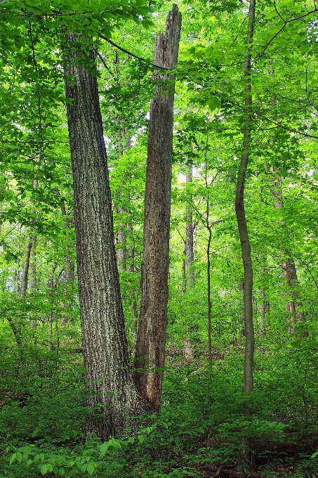 Drzewo natura las oddział