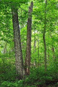 Tree nature forest branch Photo