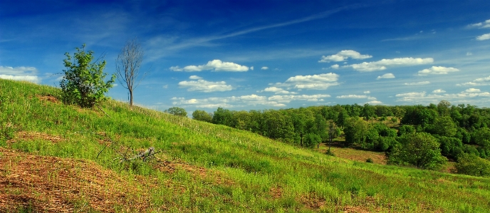 Landscape tree forest grass Photo