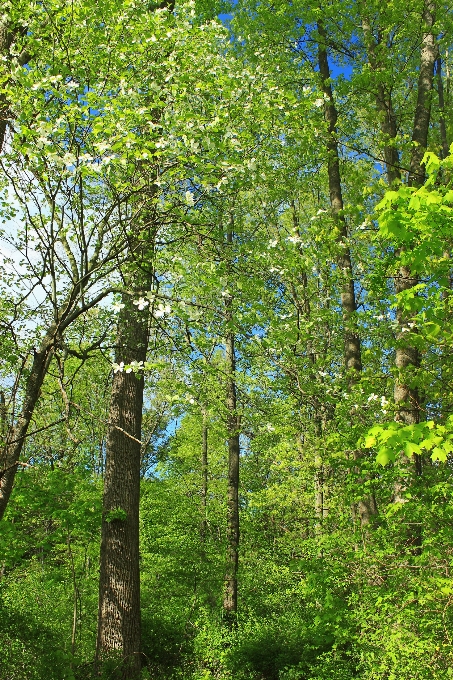 Tree nature forest wilderness