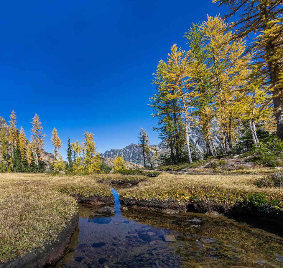 Krajobraz drzewo natura las