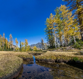 Landscape tree nature forest Photo