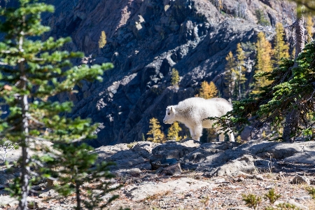 Nature wilderness mountain animal Photo