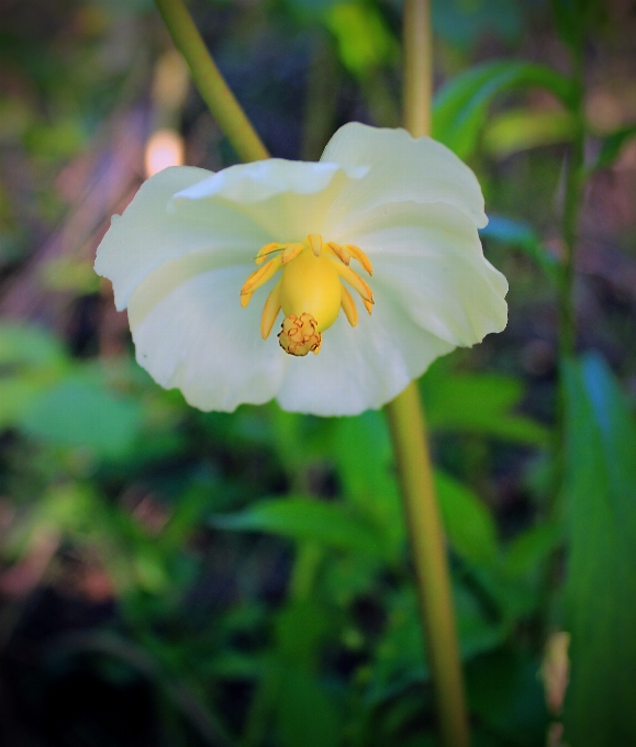 Naturaleza bosque florecer planta