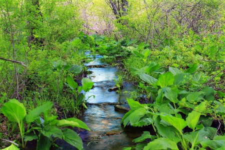 Foto Albero acqua natura foresta