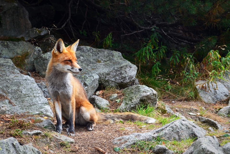 Natur rock wildnis
 tier