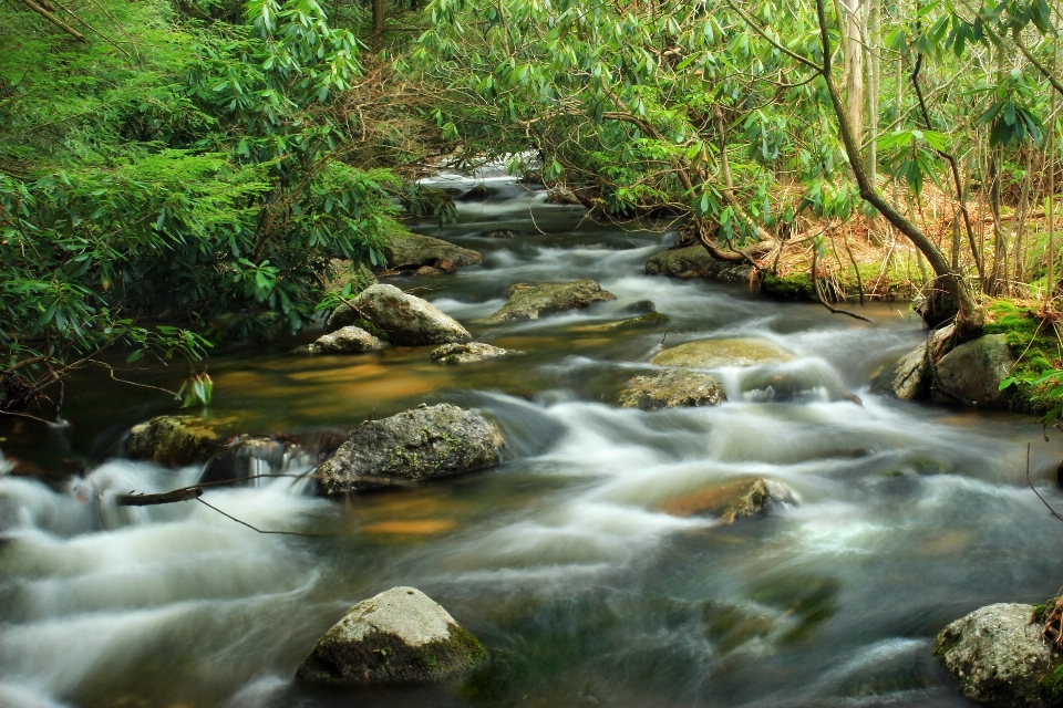 Water forest waterfall creek