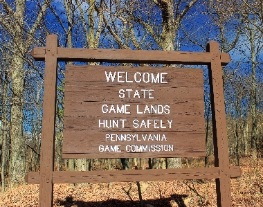 Tree wood hiking trail Photo