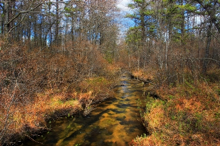 Landscape tree nature forest Photo